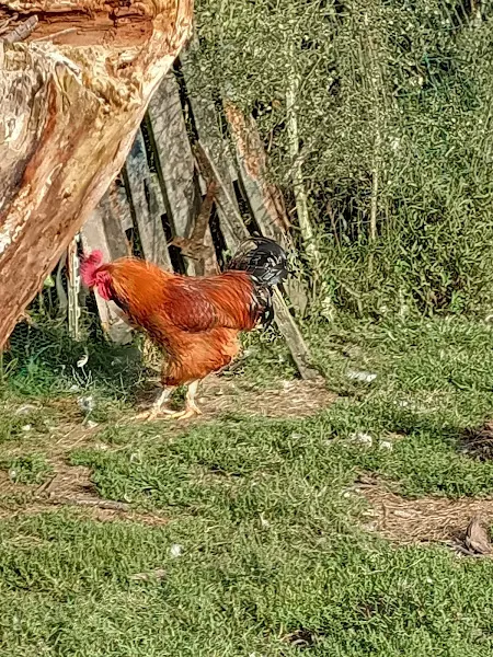 Morcillas Mardaras