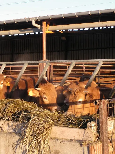 Carnicería Muñogalindo - Carnes de primera calidad y venta Online