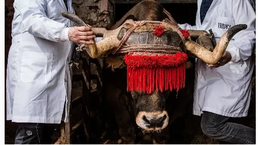 Carnicería Can Rivas - Carnicería en Toro - foto 3