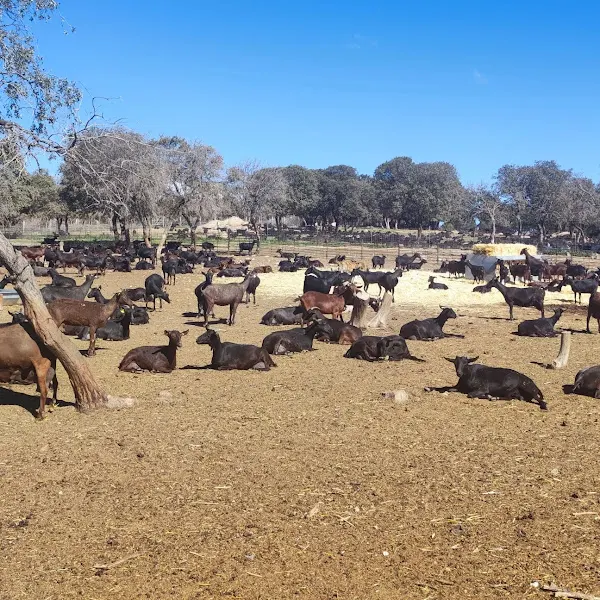 Suerte Ampanera Quesería - Granja orgánica en Colmenar Viejo - foto 2