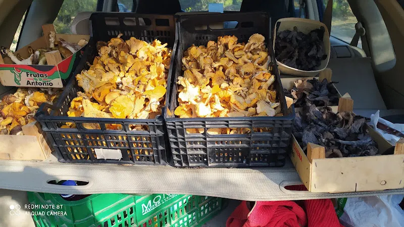 MORERA AGROCOMERÇ - Figueres / Vilafant - Vilafant