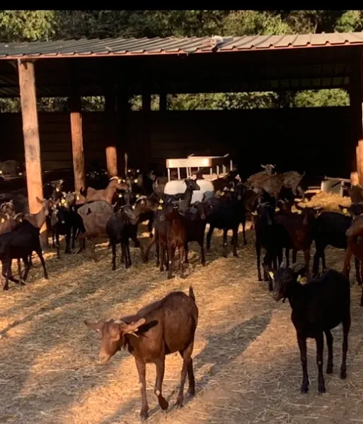 Granja y Formatgeria Can Xicoy - Arenys de Munt